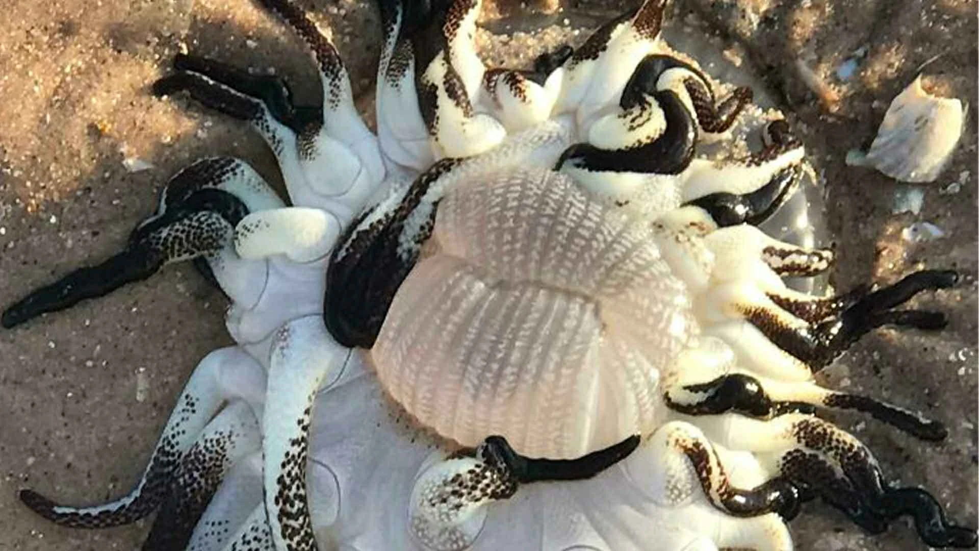 18 Times People Went To The Beach And Found Something They Least Expected