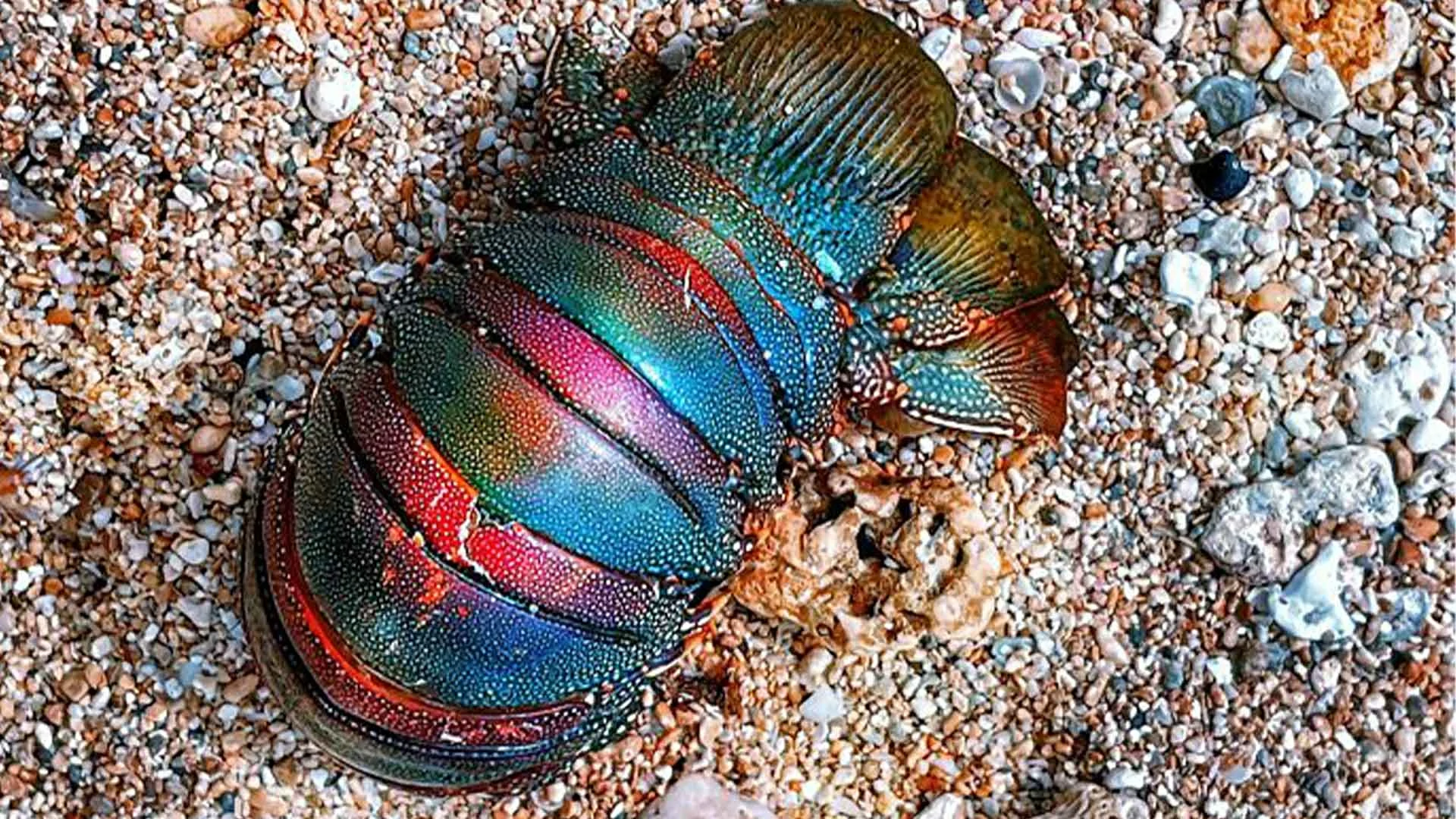 18 Times People Went To The Beach And Found Something They Least Expected
