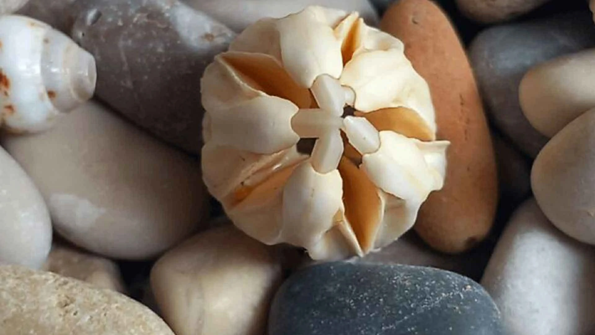 18 Times People Went To The Beach And Found Something They Least Expected