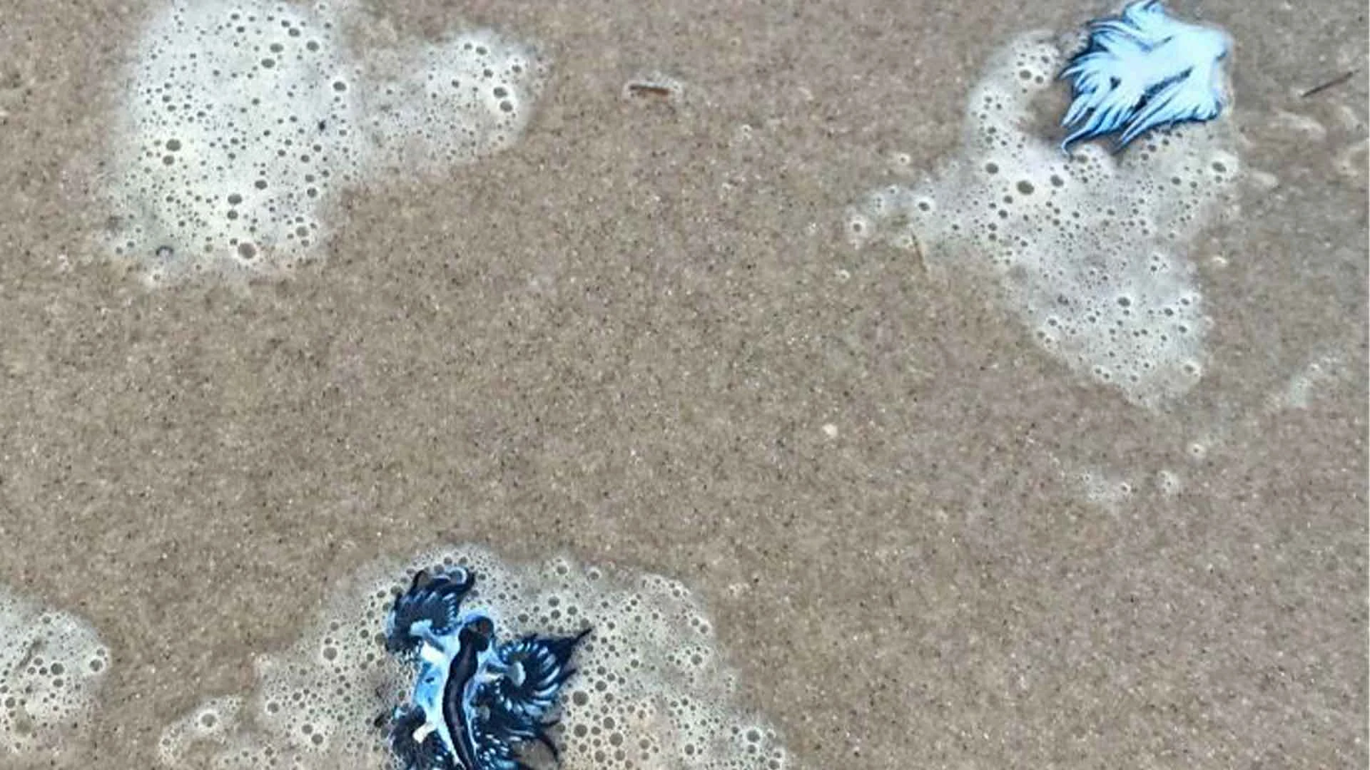 18 Times People Went To The Beach And Found Something They Least Expected