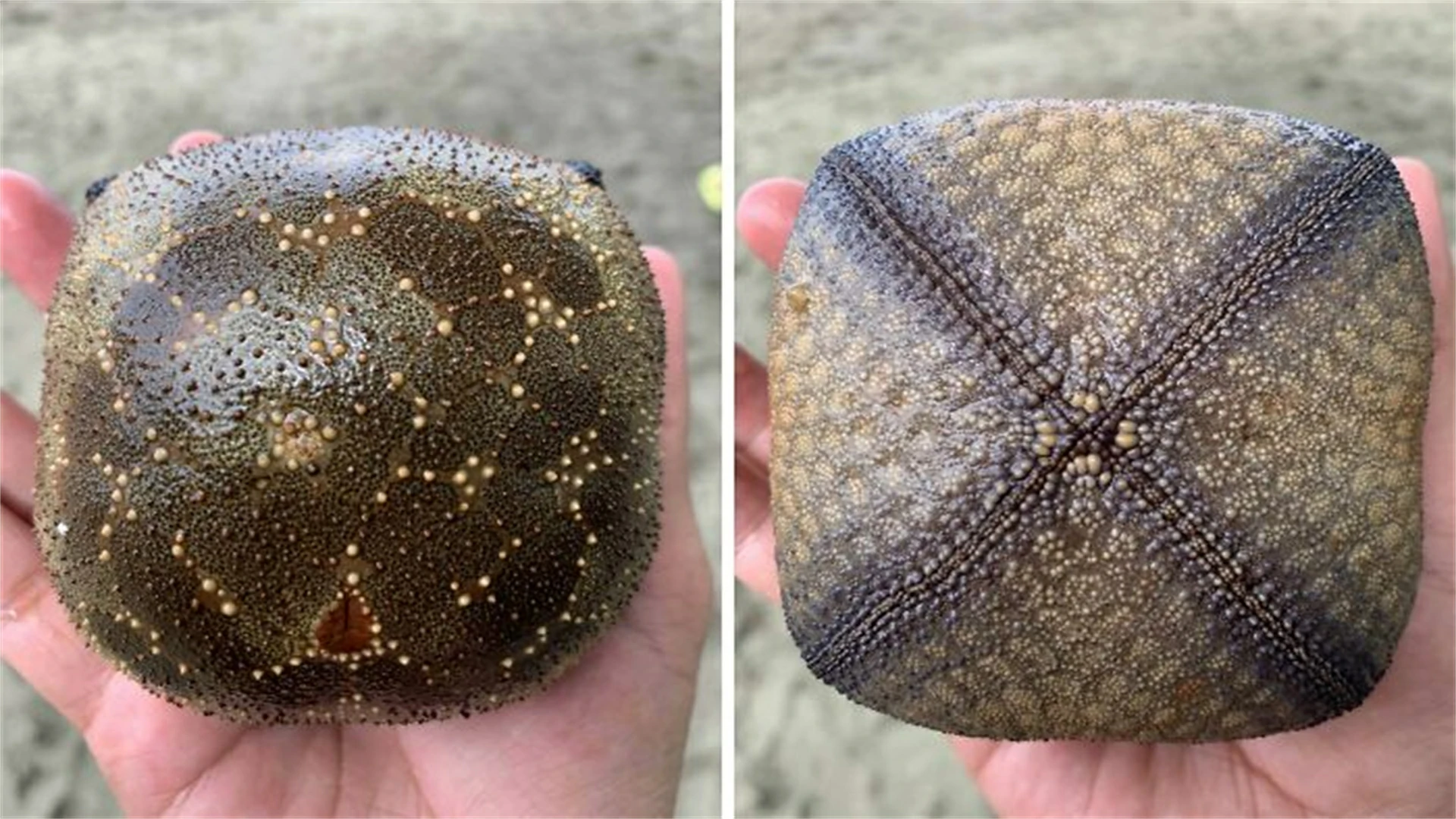 18 Times People Went To The Beach And Found Something They Least Expected