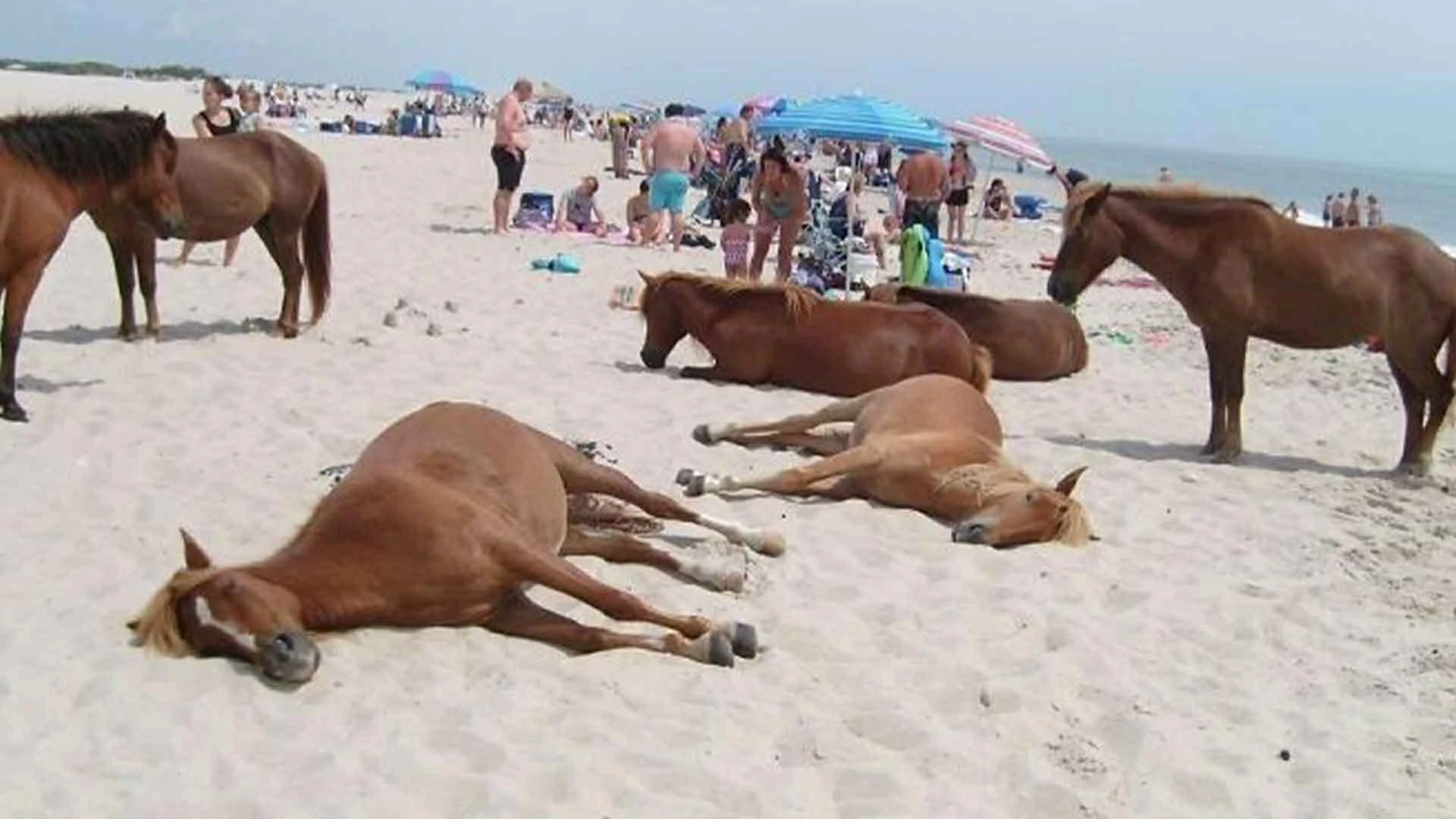 18 Times People Went To The Beach And Found Something They Least Expected
