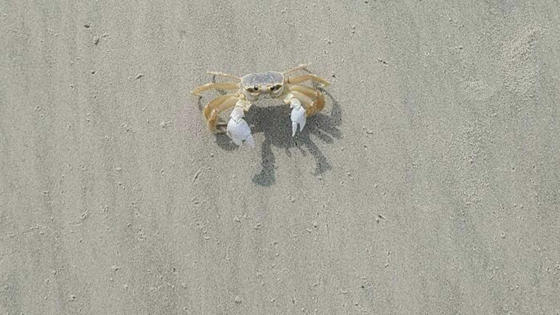 18 Times People Went To The Beach And Found Something They Least Expected