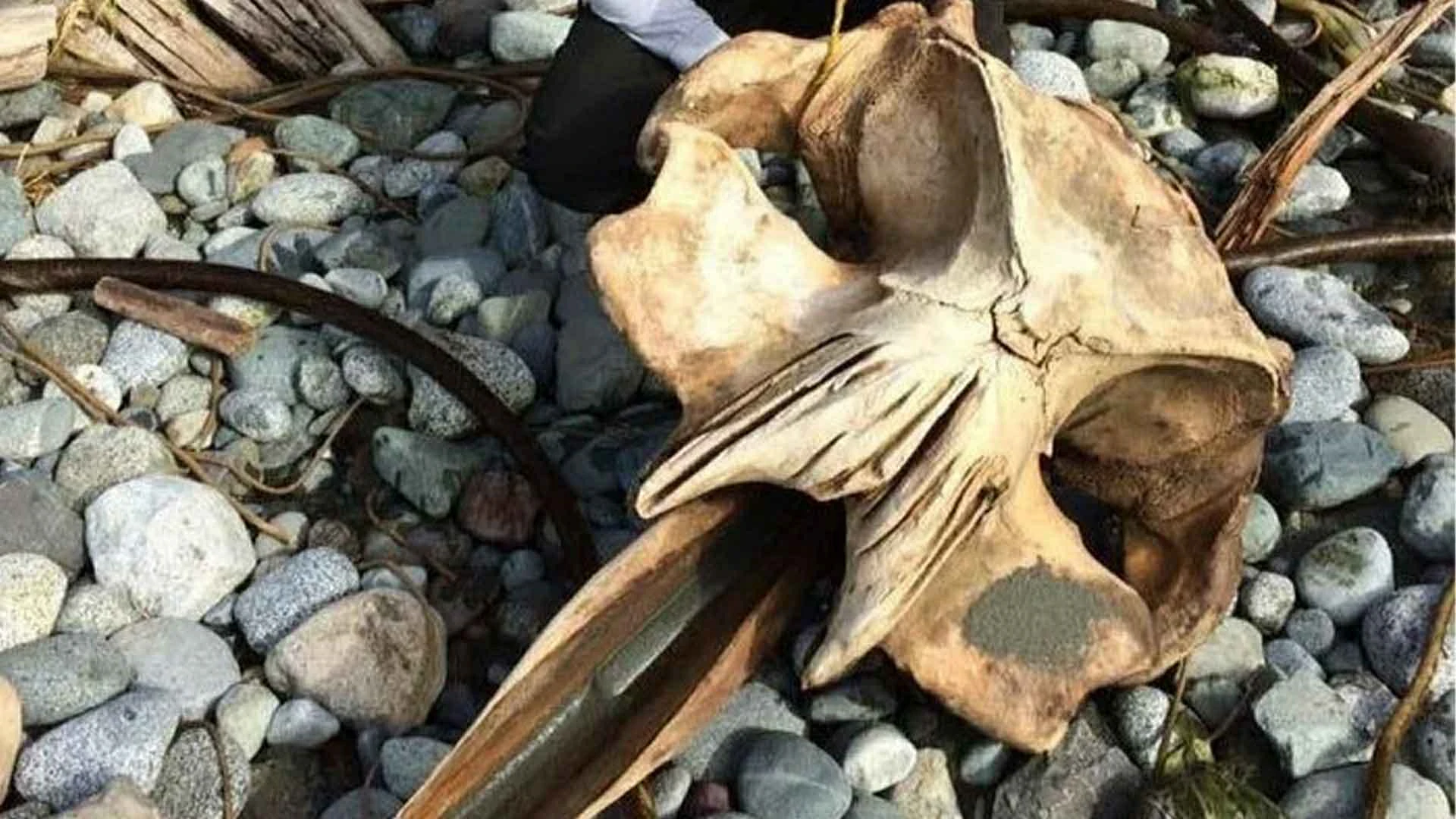 18 Times People Went To The Beach And Found Something They Least Expected