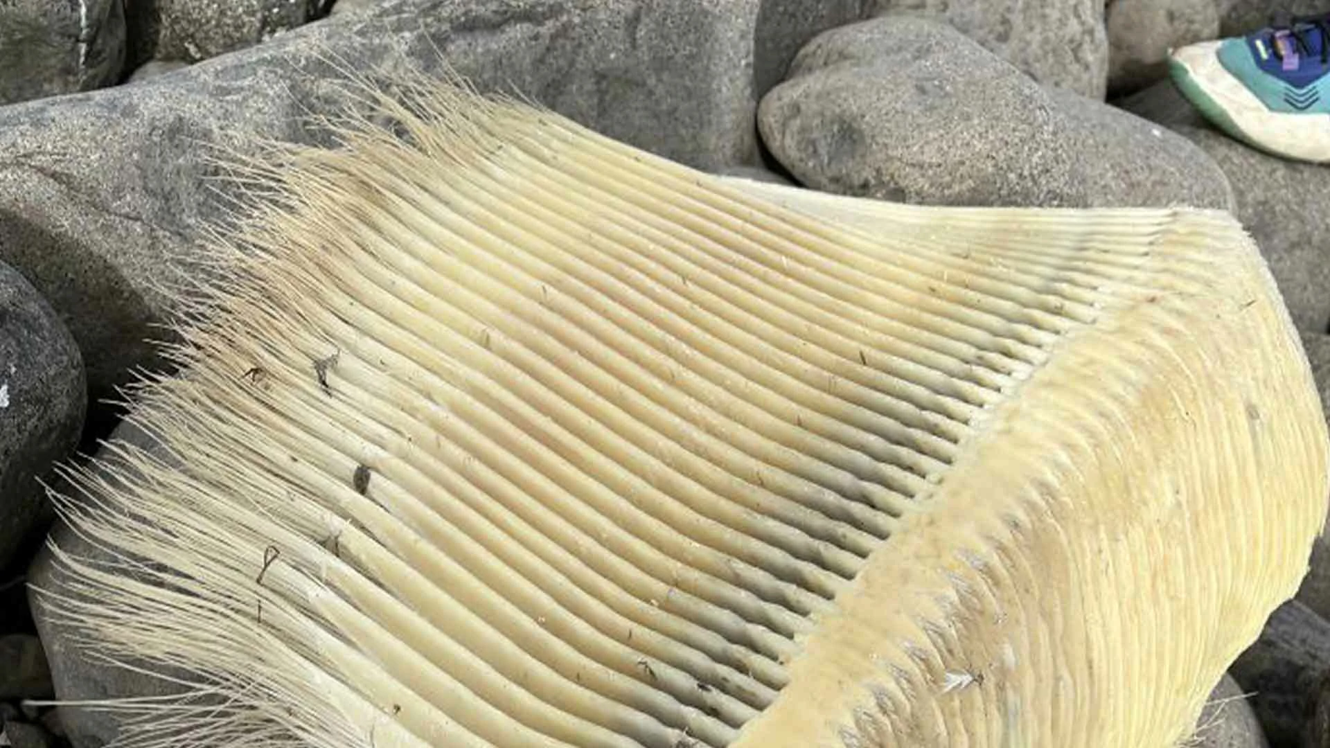 20 Beach Finds That Made People Question Reality