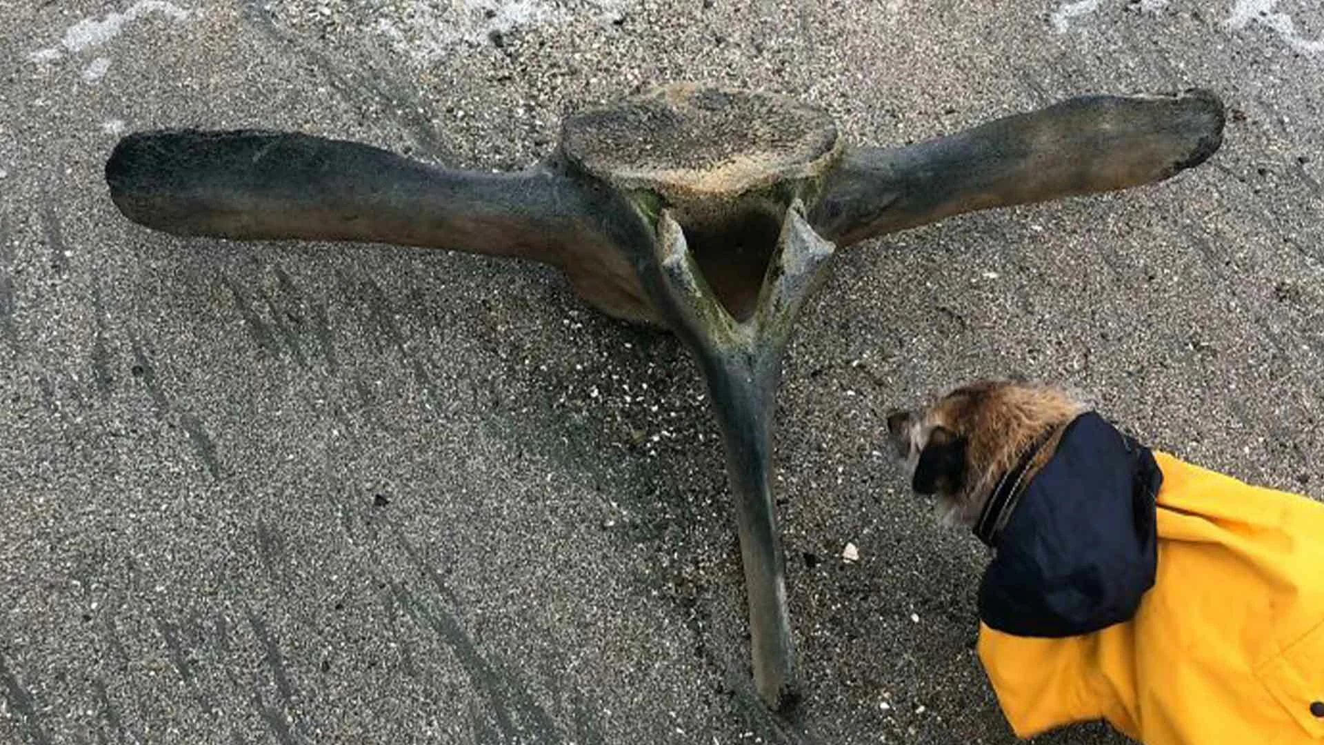 20 Beach Finds That Made People Question Reality