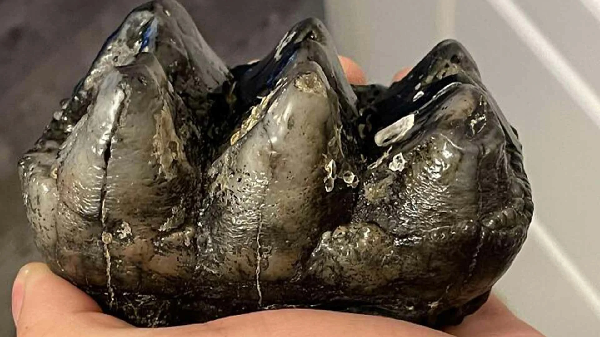 20 Beach Finds That Made People Question Reality