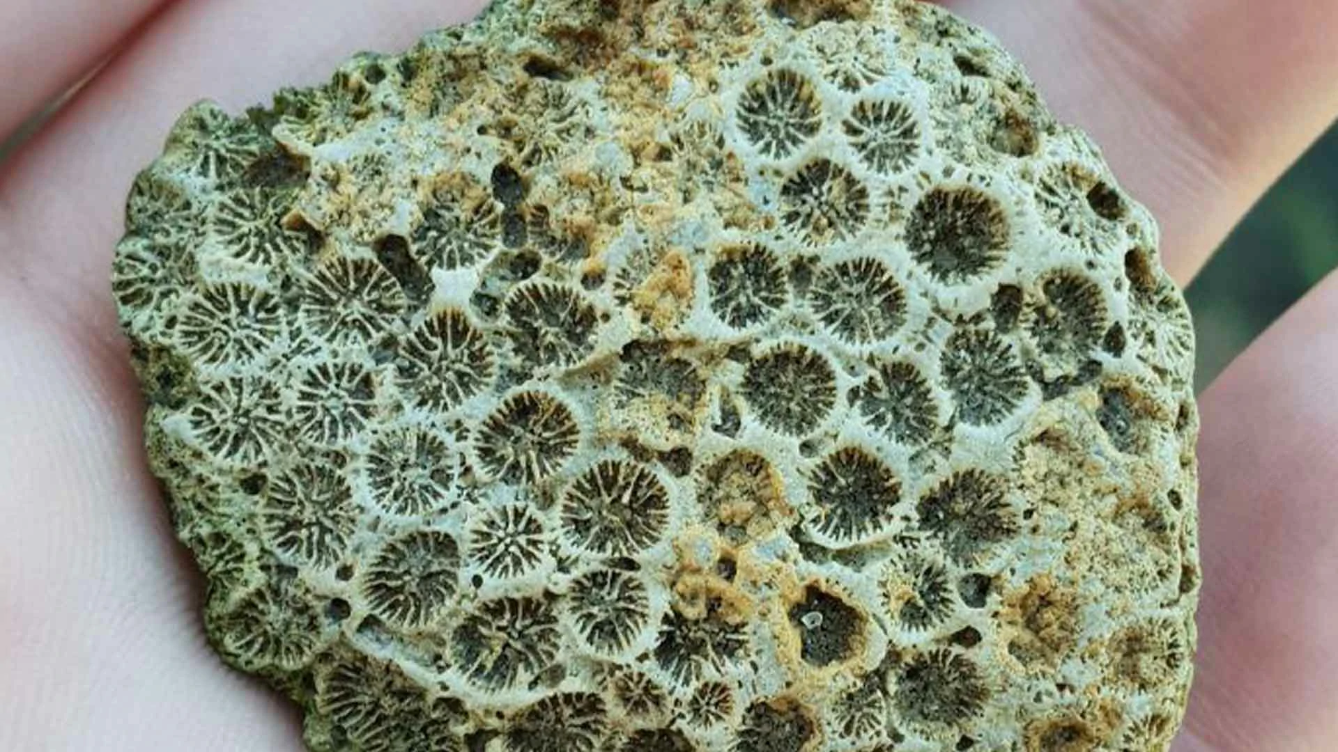 20 Beach Finds That Made People Question Reality