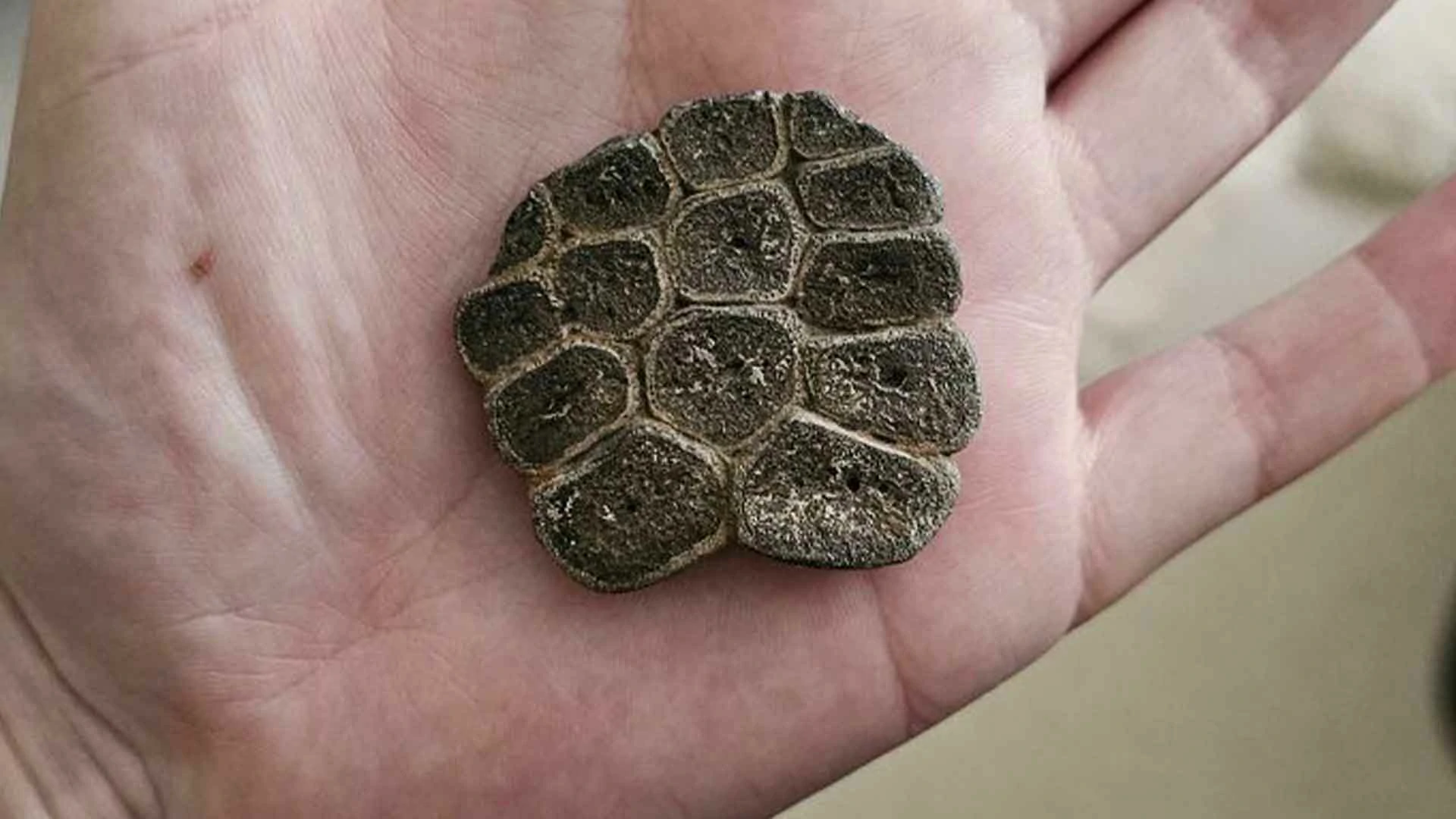 20 Beach Finds That Made People Question Reality