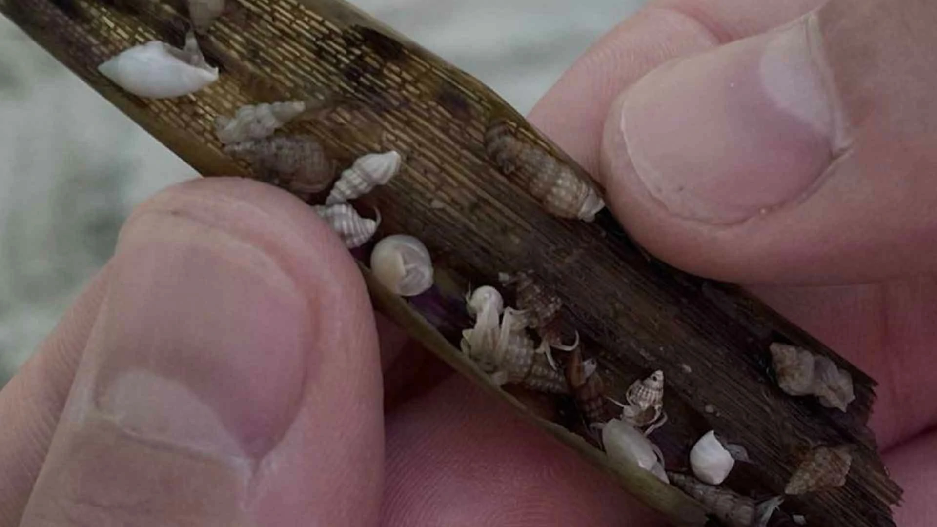 20 Beach Finds That Made People Question Reality