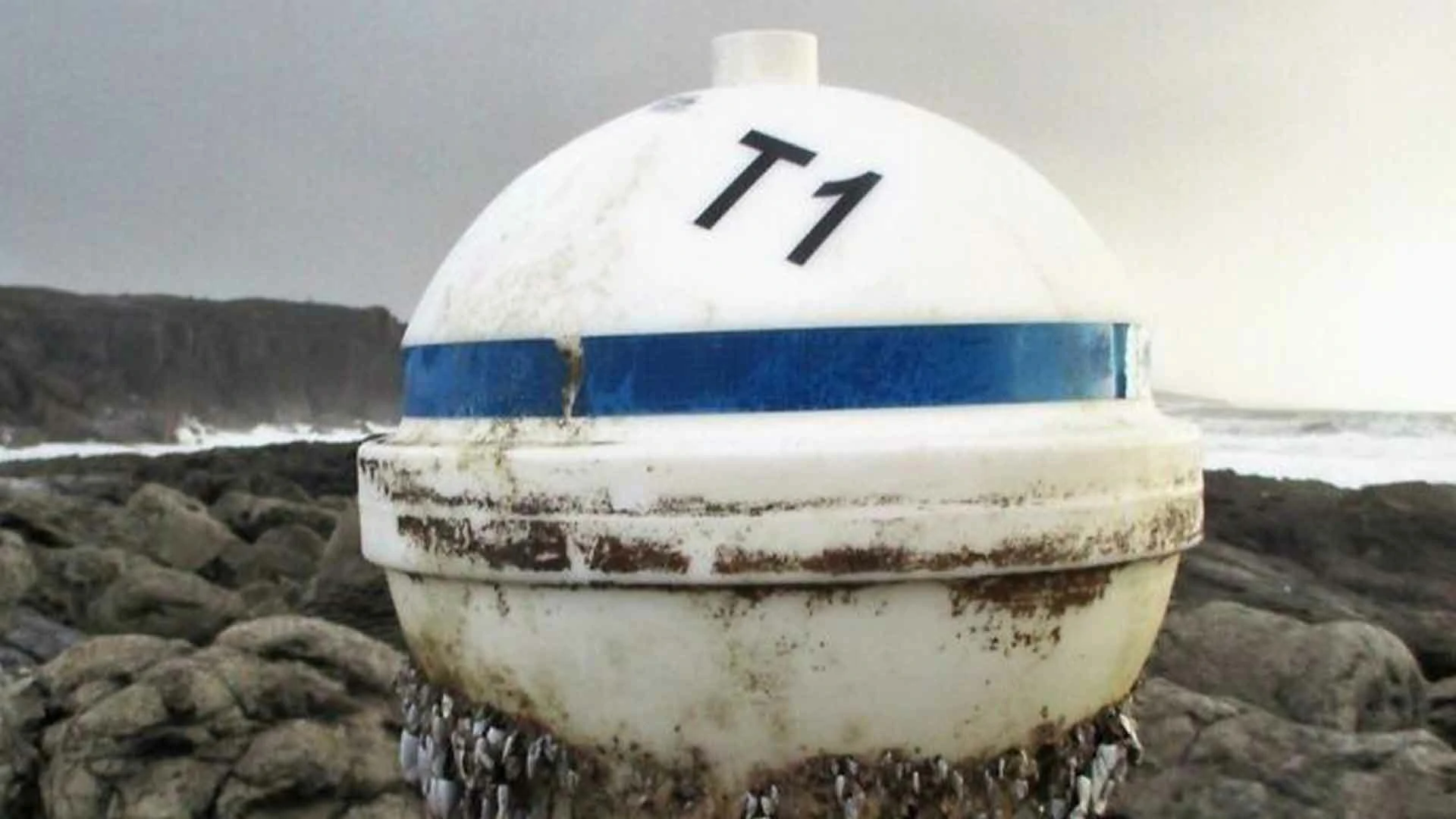 20 Beach Finds That Made People Question Reality