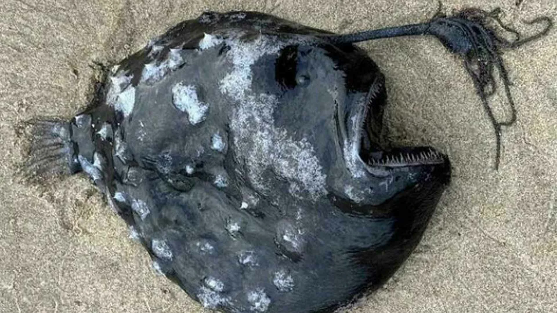 20 Beach Finds That Made People Question Reality