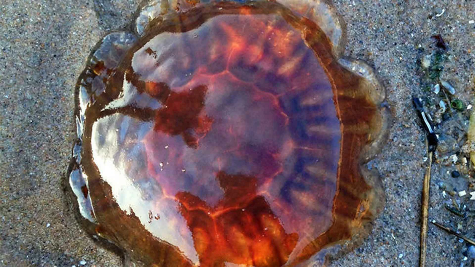 20 Beach Finds That Made People Question Reality