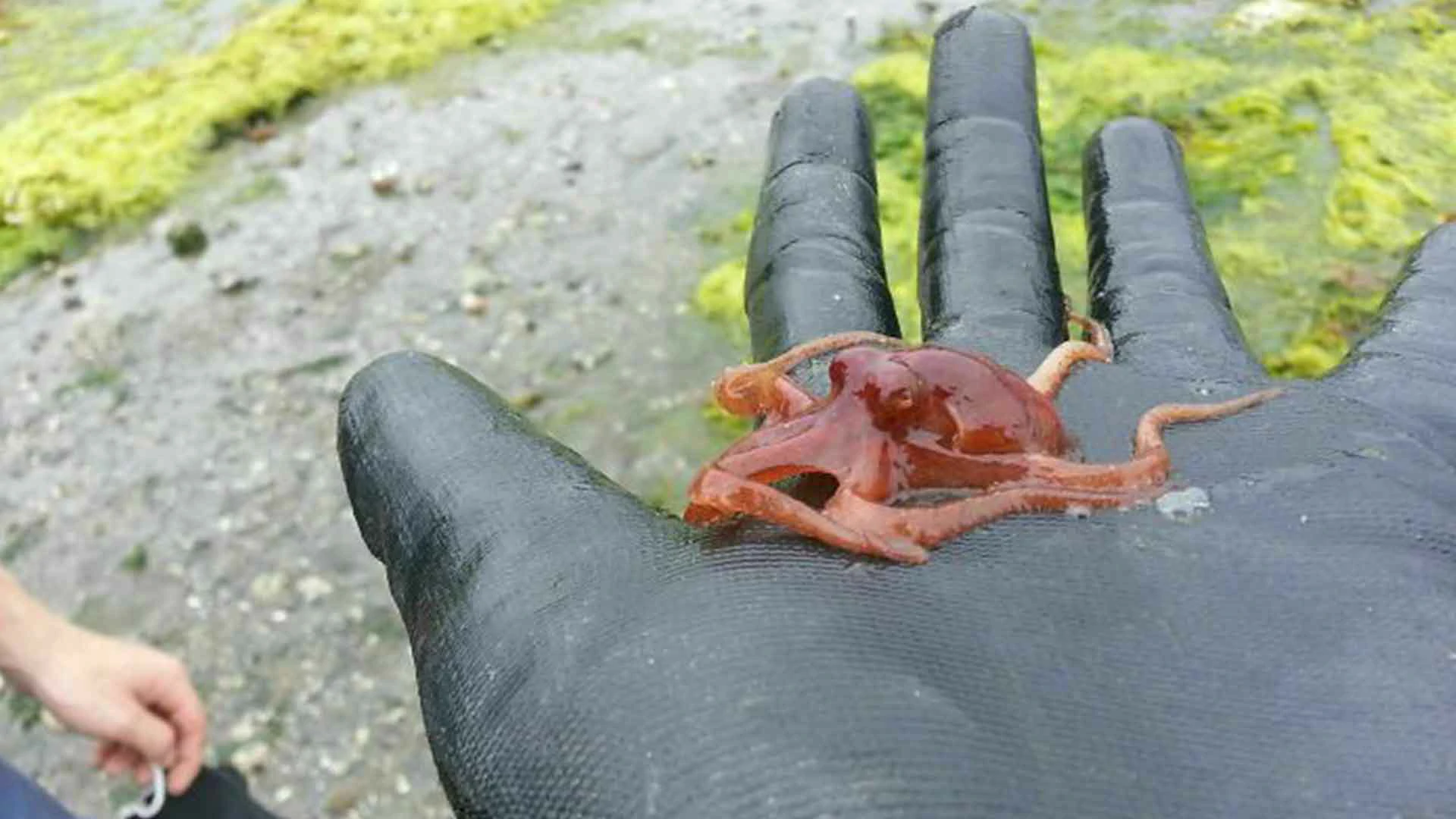 20 Beach Finds That Made People Question Reality
