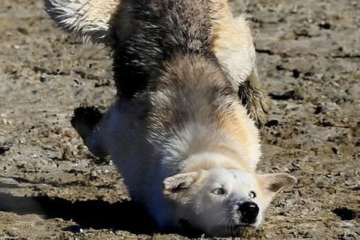 40 funny moments of failed photos