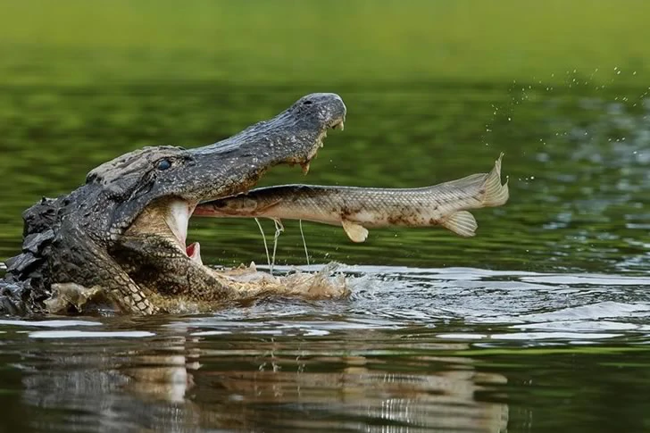 40 funny moments of failed photos