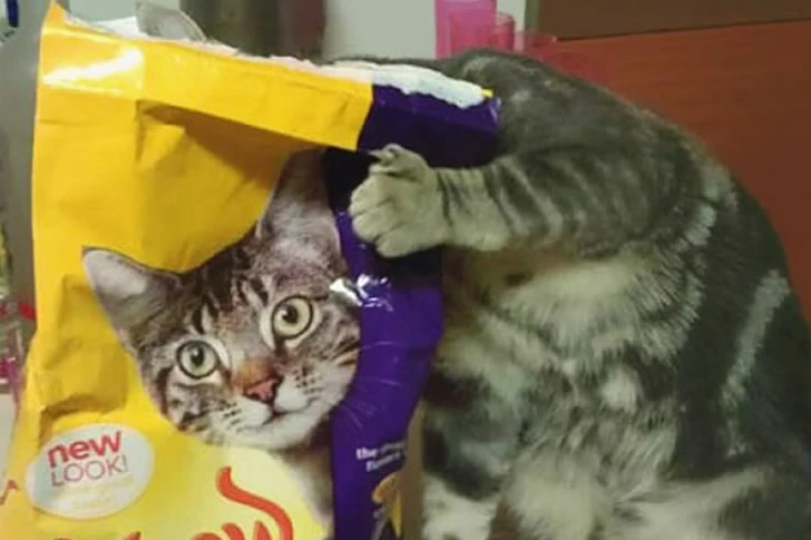 40 funny moments of failed photos