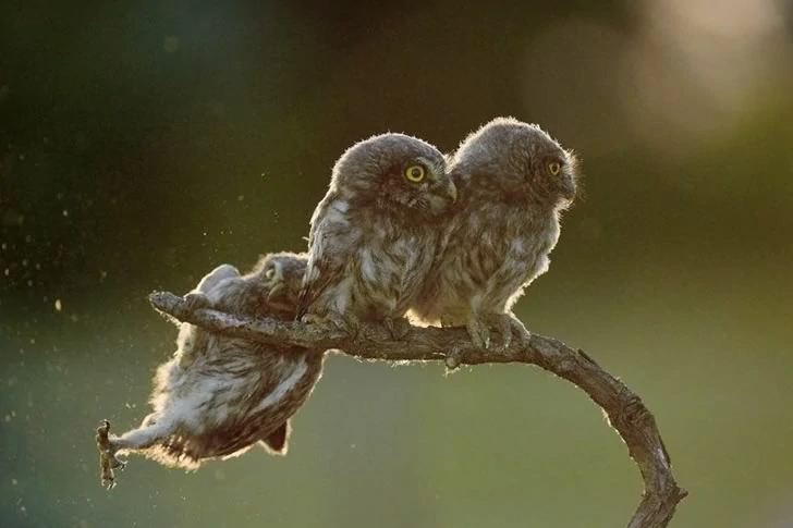 40 funny moments of failed photos