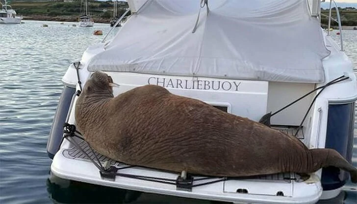 Must-see popular boating moments