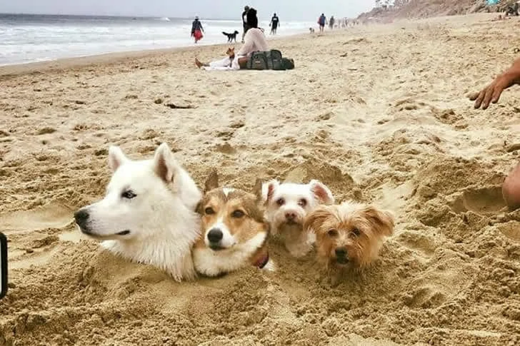 This is a beach scene you've never seen before.